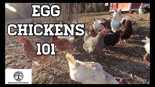 Beginners Guide To Egg Laying Chickens  Egg Chickens 101 [upl. by Mcmillan658]