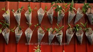 Best plant nursery in Kerala Bhavana Gardens Nursery in Alappuzha [upl. by Alekat227]