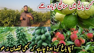 Highdensity orchard Which fruit to grow in Pakistan month by month guide IR FARM HindiUrdu [upl. by Acirem]