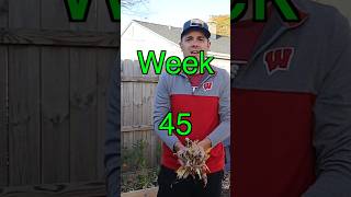 We Spent The Week Raking Leaves Week 45 Update 1000hoursoutside 1000hours familygoals [upl. by Llenart]