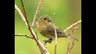 Hembra Cabecita Negra  Canto  Female Hooded Siskin Bird Song  Carduelis Magellanica [upl. by Chally]