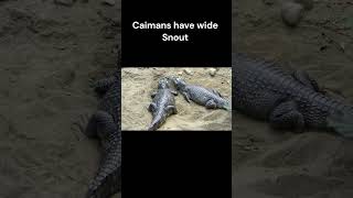 Difference Between Crocodiles Caiman and Gharial [upl. by Ellenyl]