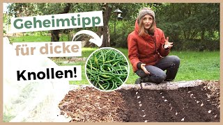 KNOBLAUCH PFLANZEN UND ANBAUEN 8 Tipps für eine große Ernte [upl. by Eiznikam]