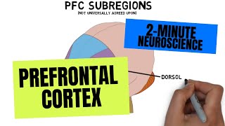 2Minute Neuroscience Prefrontal Cortex [upl. by Erdnoid]