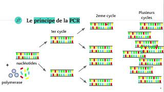 La technique PCR Polymerase Chain Reaction ðŸ§ª [upl. by Azmuh]