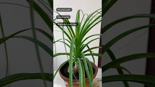 Ponytail Palm  Nolina Palm  Elephant Foot Palm  Evergreen House Plant shorts ytshorts plants [upl. by Akit]