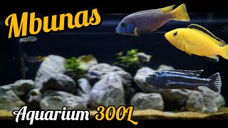 Les bases dun aquarium malawi [upl. by Yokoyama]