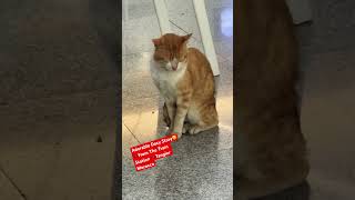 Adorable Dozy Stray 🇲🇦🥰From The Train Station Tangier Morocco shorts short [upl. by Roselia33]