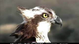 BlueLA4 is a lovely Osprey with MrsGs fish filling her crop  ©Bywyd Gwyllt Glaslyn Wildlife [upl. by Parthenia]