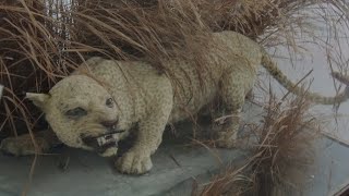 Alive or ExtinctThe Zanzibar Leopard [upl. by Ahsilem]