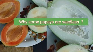 Why some Papaya or few fruits are Seedless ParthenocarpyParthenocarpic Fruits [upl. by Eldridge231]