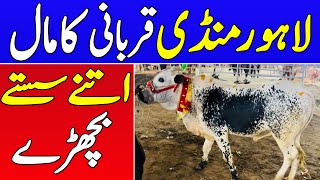 Khareedari Sasti Ya Mehngi 🤔 Lahore Mandi Latest Rates 🔥 Qurbani Season 2024 ❤️ UniversalTopics [upl. by Tekla]