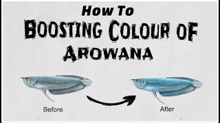 How To Boosting Colour Of Arowana [upl. by Merton]