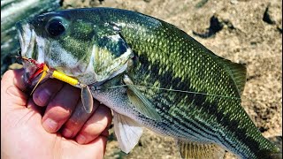 20 Fish Morning at Bagnell Dam  White Bass Walleye Largemouth [upl. by Ainak628]