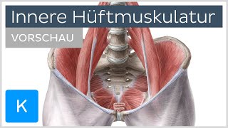 Innere Hüftmuskulatur Anatomie und Funktion Vorschau  Kenhub [upl. by Meave390]