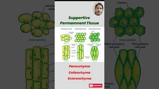 Understanding Permanent Tissues in Plants Parenchyma Collenchyma amp Sclerenchyma Explained [upl. by Jessamine43]