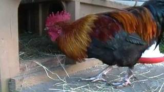 quotAs The Egg Turnsquot Hen House Drama Black Copper Marans Chickens [upl. by Monarski]