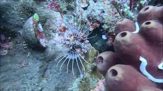 SEA TURTLE SEASON SCUBA DIVING AT EAGLE POINT ANILAO BATANGAS [upl. by Disraeli]