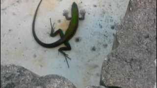 my green ameiva that my cat gave me [upl. by Inaleon]