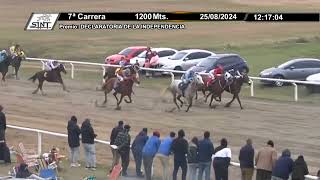 25082024 – Hipodromo Colonia – Carr 7 – DECLARATORIA DE LA INDEPENDENCIA [upl. by Swigart]