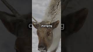 5 Amazing Facts About Reindeer 2024 11 15 [upl. by Avrenim]