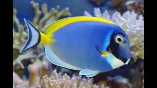 POWDER BLUE TANG [upl. by Hiltner]