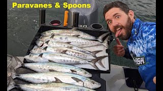 Moreton Bay School Mackerel  Trolling Paravanes amp Spoons [upl. by Lattonia]