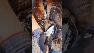 Trimming Massive Hoof  Part 1  Oddly Satisfying  Farrier ASMR [upl. by Auhel707]