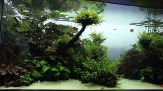 Visite  Live planted Aquarium  Aquascape par Aqua Design Amano [upl. by Neehahs]