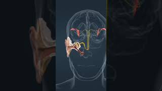 biologyEar ossicles chemistry physics pharmacy pharmacist viralshort music [upl. by Maya]