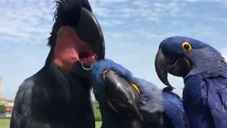 Unlikely amp Rare Parrot Flock Hyacinth Macaws amp Black Palm Cockatoo preening and relaxing in the sun [upl. by Bernarr]