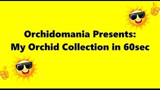 Orchidomania Presents My Orchid Collection in 60 seconds [upl. by Nicolle]