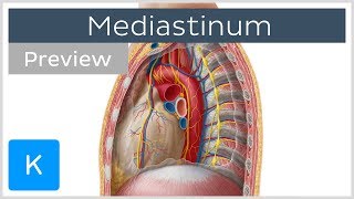 Mediastinum Anatomy amp Contents preview  Human Anatomy  Kenhub [upl. by Annawahs158]