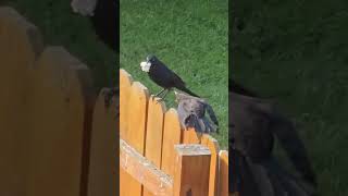 Wild Grackle Baby Bird Begging for Food [upl. by Trub]