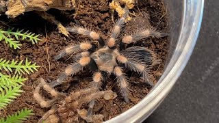 Brachypelma Smithi Tarantula From Sling To Colorhood tarantula fromslingtocolorhood [upl. by Valina]