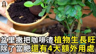 养了10年花才知道，花盆里撒一把它，一年不用施肥，叶片特翠绿  花花世界 [upl. by Lanoil971]