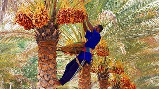 Dates palm Harvesting by Shaking Machine  Packing Dates Modern Agricultural Technology [upl. by Notsud]