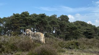 Liftend naar Frankrijk Kamperen in het bos [upl. by Glen968]