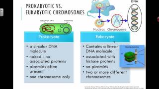 Prokaryotic vs Eukaryotic Chromosomes 2016 IB Biology [upl. by Aluin223]