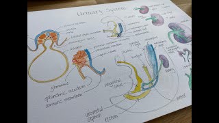 Vasculogenesis and Angiogenesis  Blood Islands  Vascular development during Third Week [upl. by Akirderf369]