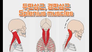 두판상근경판상근머리널판근목널판근Splenius capitiscervicis 완전 정복 [upl. by Adliw]