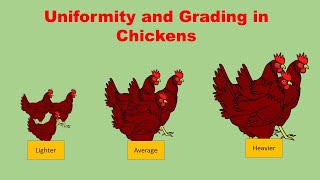 Uniformity in poultry flocks  how to calculate [upl. by Cavanaugh]