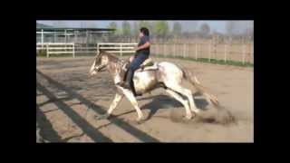 cavallo argentino splendido mantello overo sauro  All EXCALIBUR [upl. by Itnahs360]