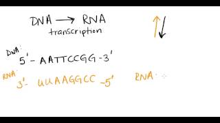 Complementary base pairing [upl. by Nassir464]