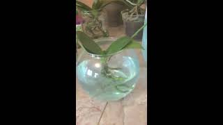 orquideas en agua y sustrato como fertilizarlas y plantas gratiz [upl. by Leik370]