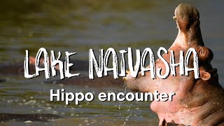 LAKE NAIVASHA KENYA  Close encounter with hippos [upl. by Sucram194]