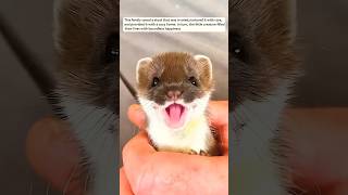 This family saved a stoat that was in need nurtured it with care animals cute [upl. by Aseeral]