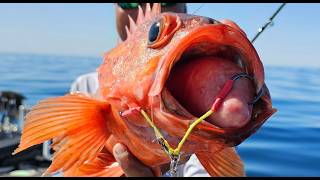 Saltwater BFS Incredible Light Tackle Slow Pitch Jigging in California Lots of PBs [upl. by Asabi]