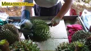 Bangkok Dangerous Cutting a Durian at Dao Kanong ดาวคะนอง [upl. by Jeroma]