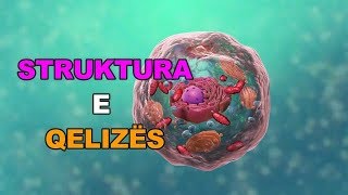 STRUKTURA E QELIZËS  Animacion 3D [upl. by Llehcnom]